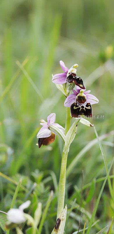 晚蜘蛛兰(Ophrys holosterica)